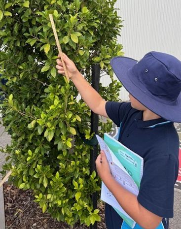 Numeracy Measurement